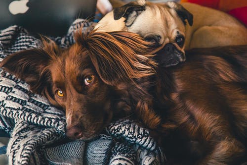 3 Reasons Why Your Dog Hasn’t Been as Lively and Energetic Lately