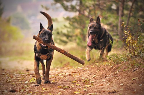 Dogs playing fetch