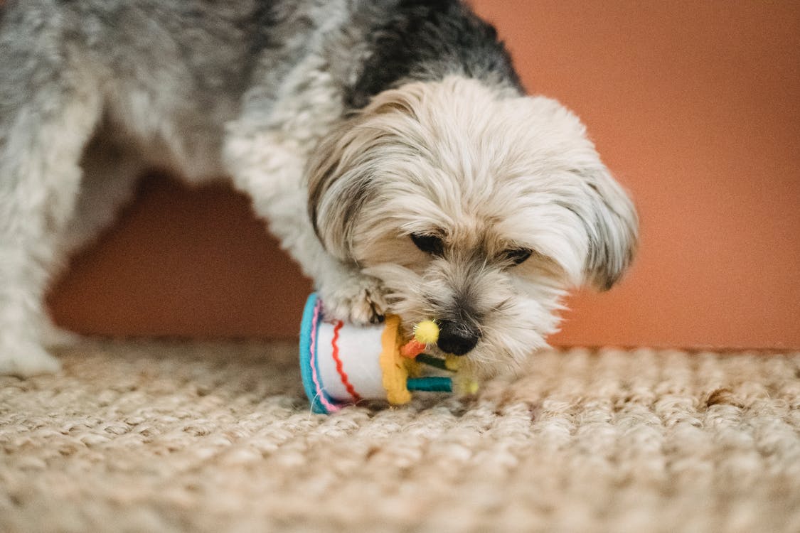 A dog playing with a toy