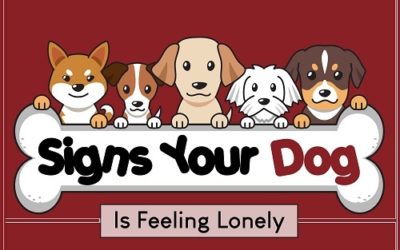 Signs Your Dog is Feeling Lonely