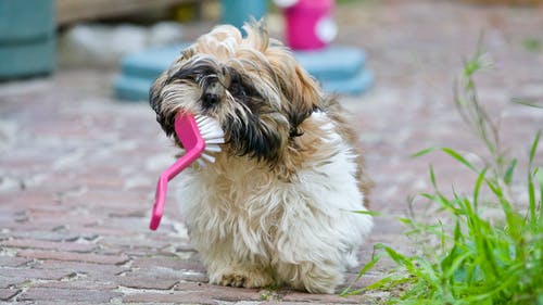 An adorable puppy holding a brush