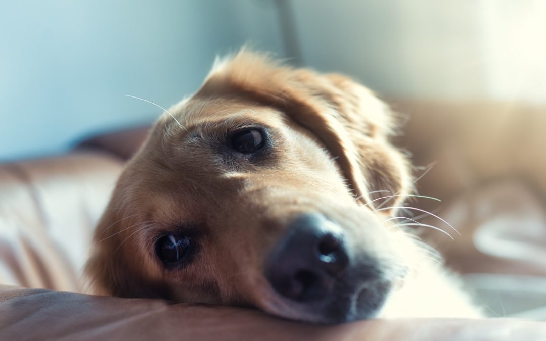 5 Ways To Calm a Dog With Anxiety