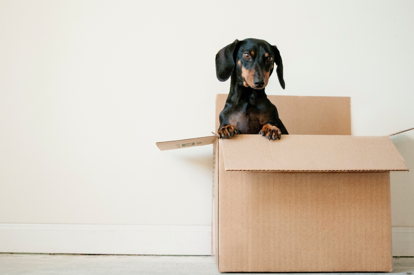 a dog inside a cardboard box