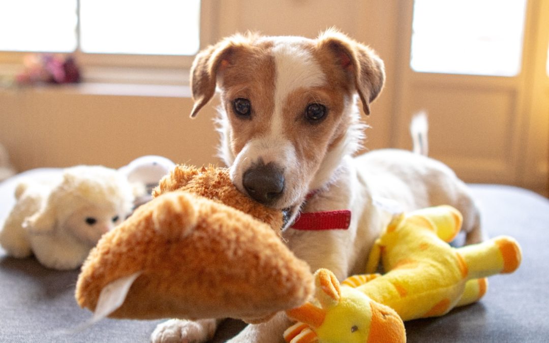 3 Fun Indoor Games To Play With Your Dog