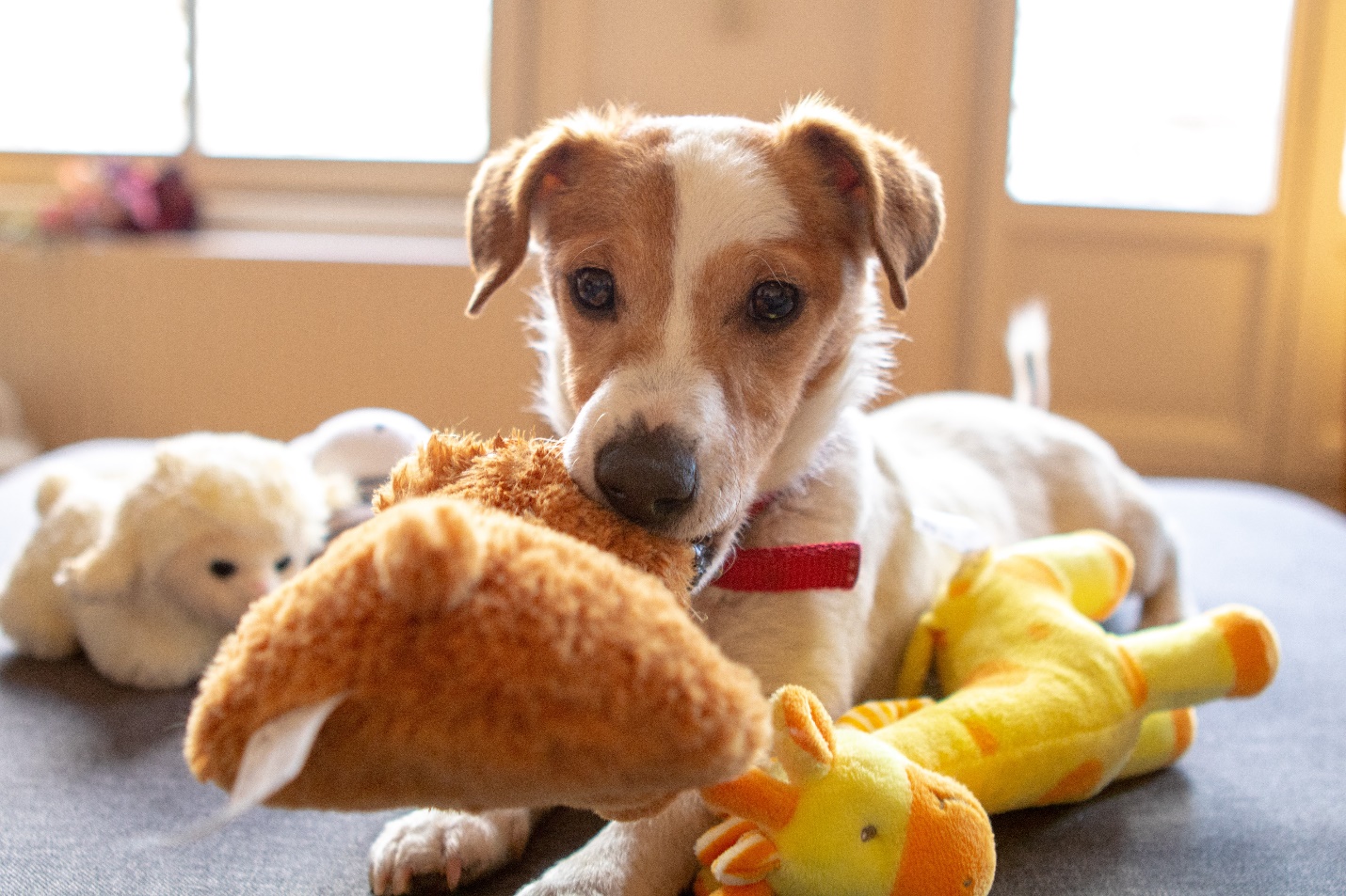 a dog playing with toys