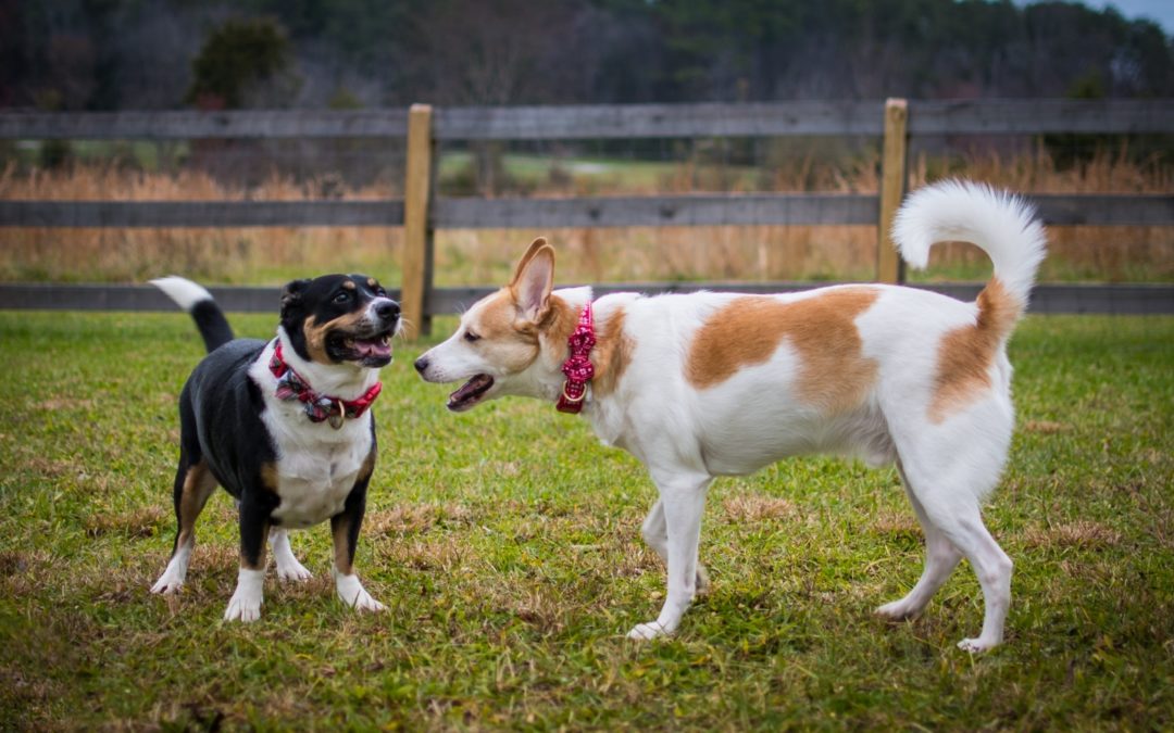 A Beginner’s Guide to Doggie Daycare
