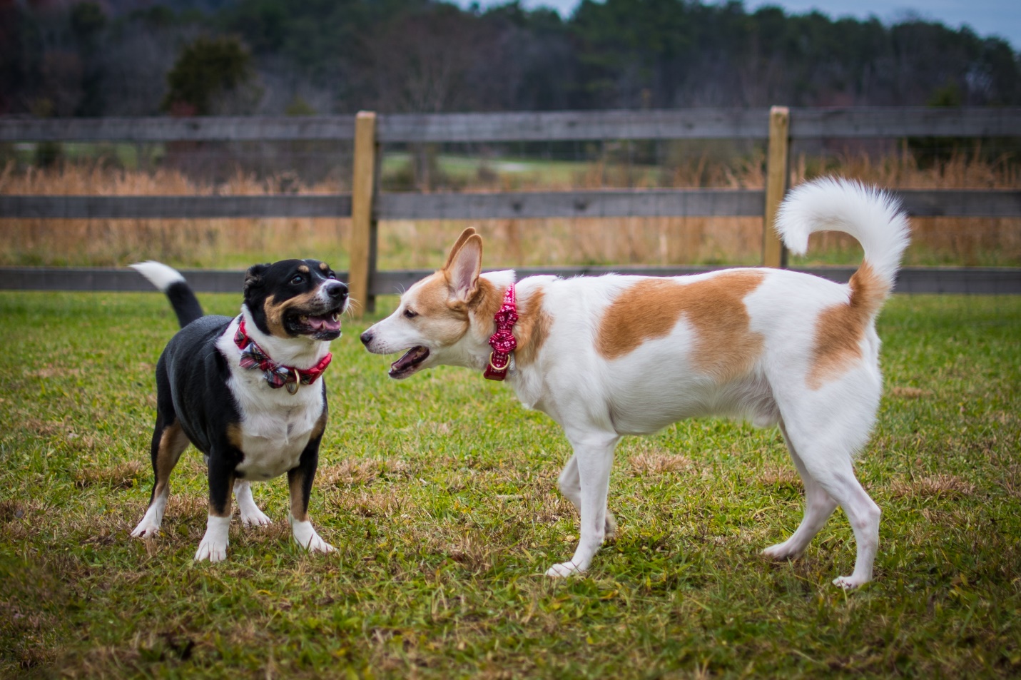 dogs playing in a grassy field
