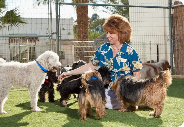 a person in dog daycare caring for dogs