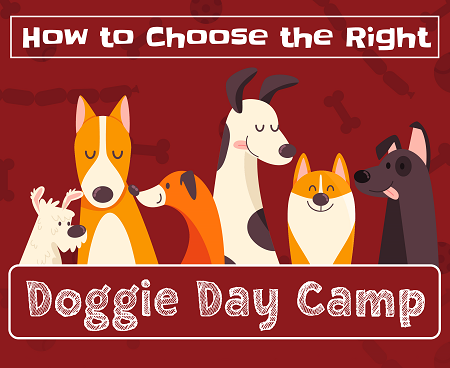 How to Choose the Right Doggie Day Camp