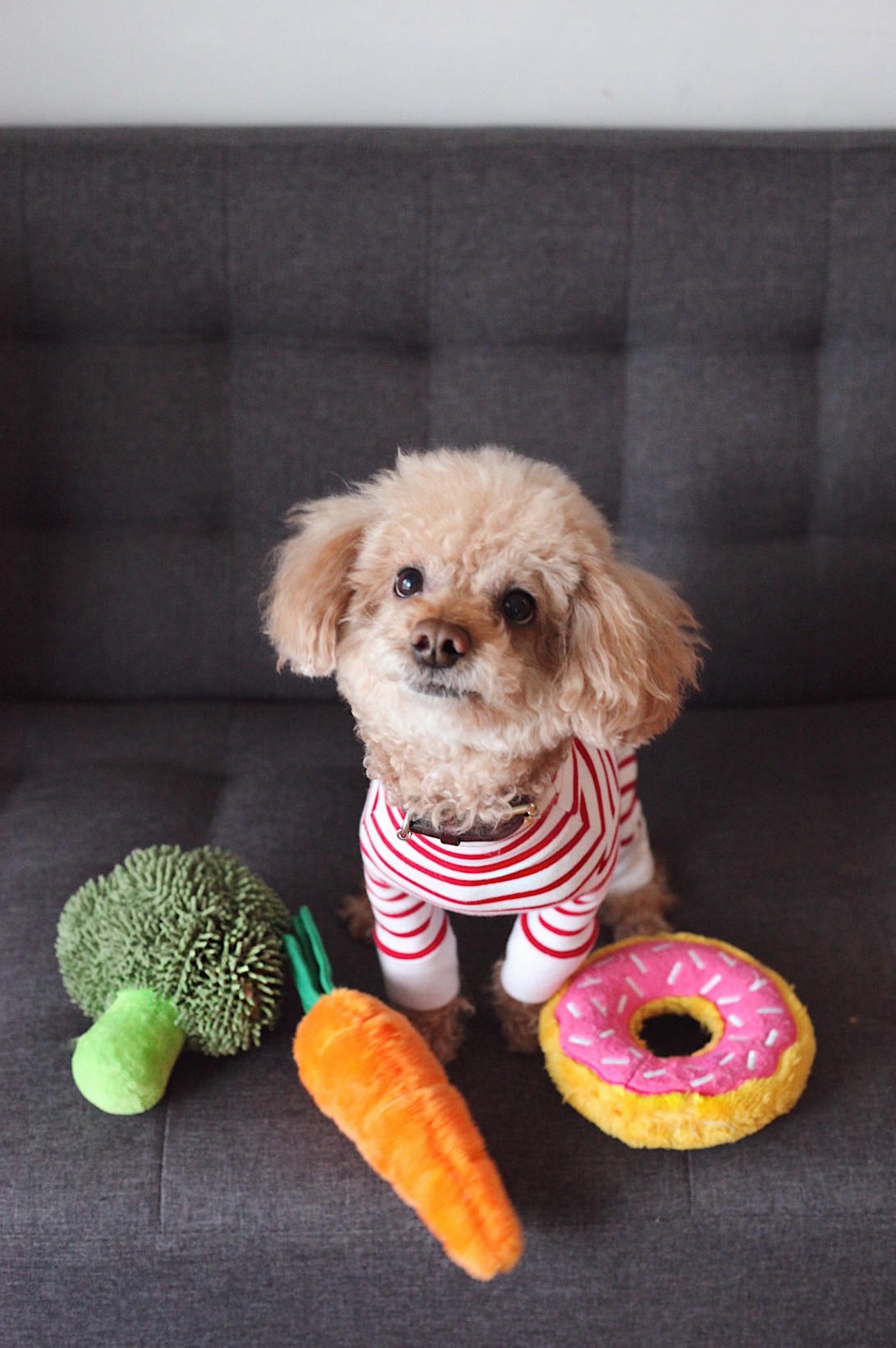 a puppy in striped dress standing among toys