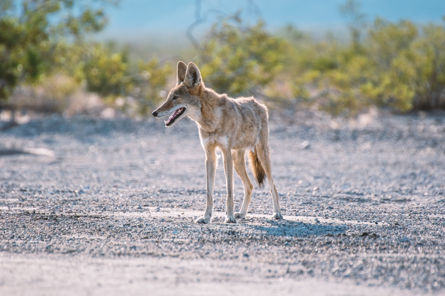 a coyote in Death Valley National Park, United States