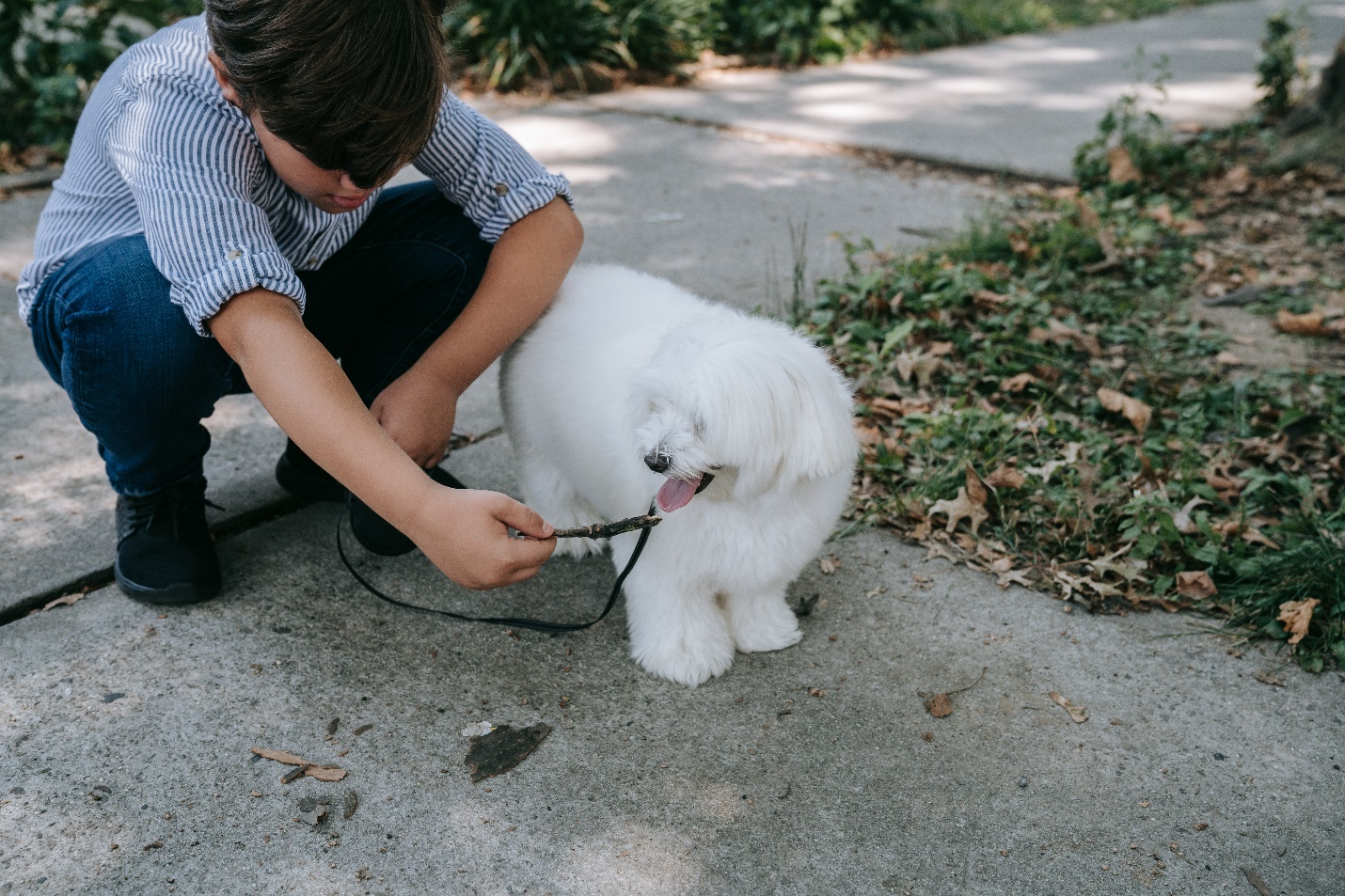 boy-holding-a-stick-to-a-dog