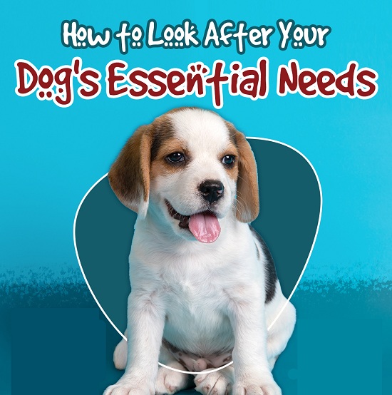 How To Look After Your Dog’s Essential Needs