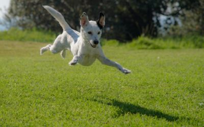 Fun Outdoor Games to Play With Your Dog