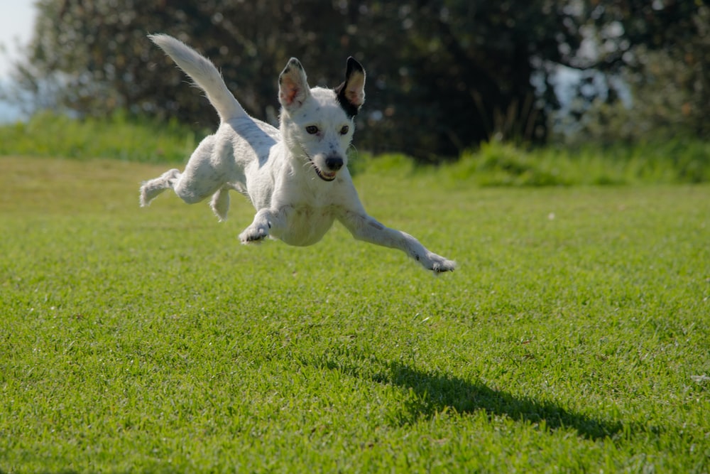 Fun Outdoor Games to Play With Your Dog