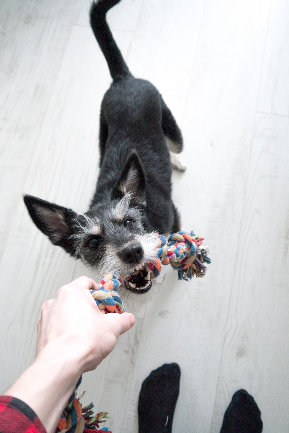A game of tug of war being played using a tug toy.
