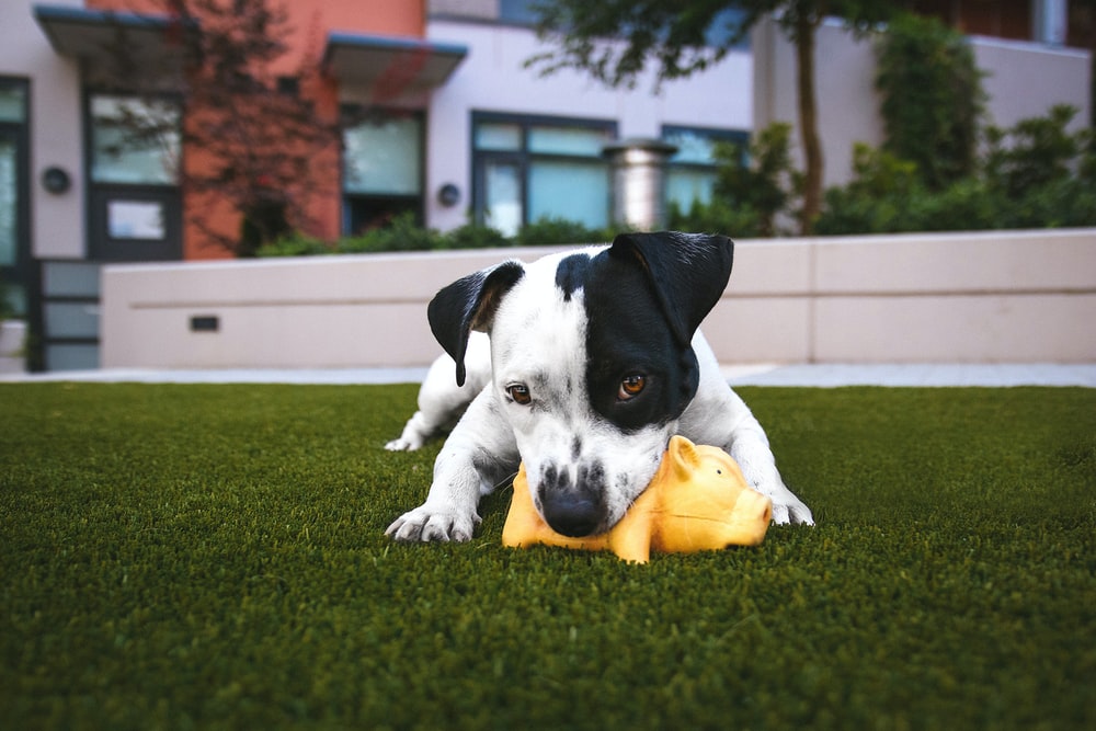 The Grand Paw is a doggie daycare center that encourages play in their outdoor yard.