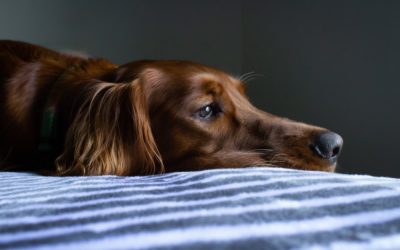 3 Ways to Help Your Pet Cope During Your Absence