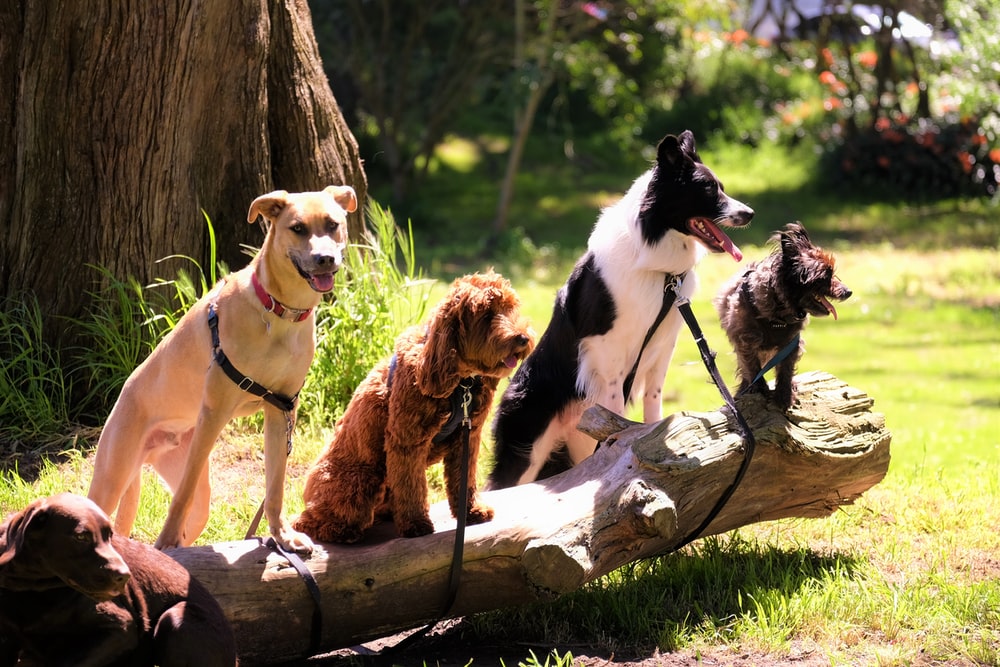 Pet boarding in CA exposes dogs to different places, sights, smells, sounds, and people.