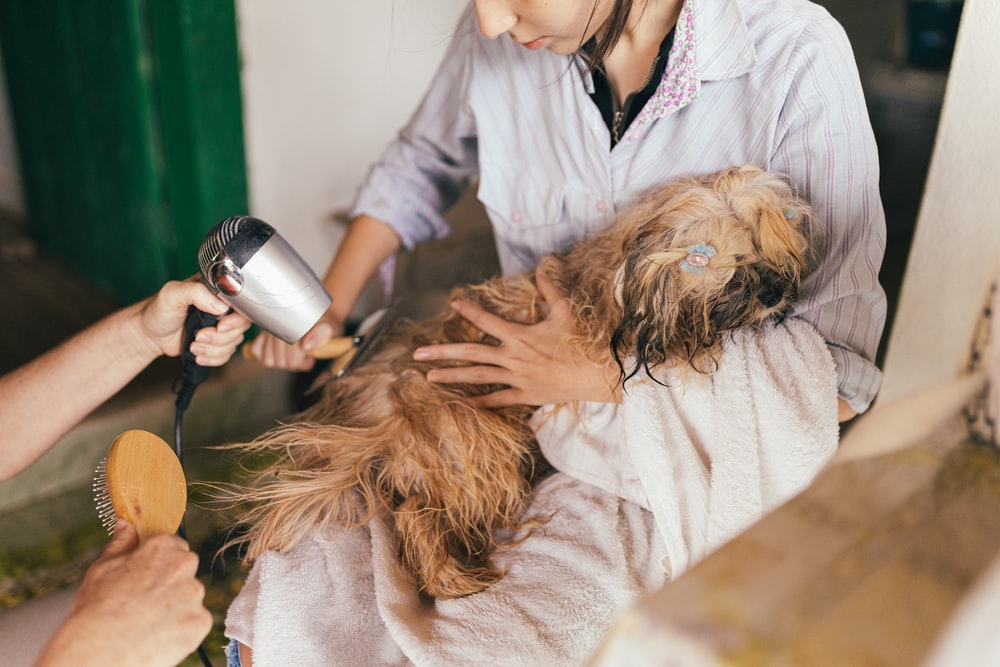 3 Reasons to Always Get Your Dog Groomed Professionally