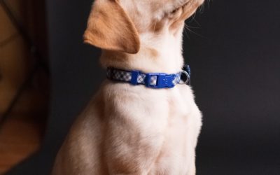 3 Basic Tricks to Teach Your Pup