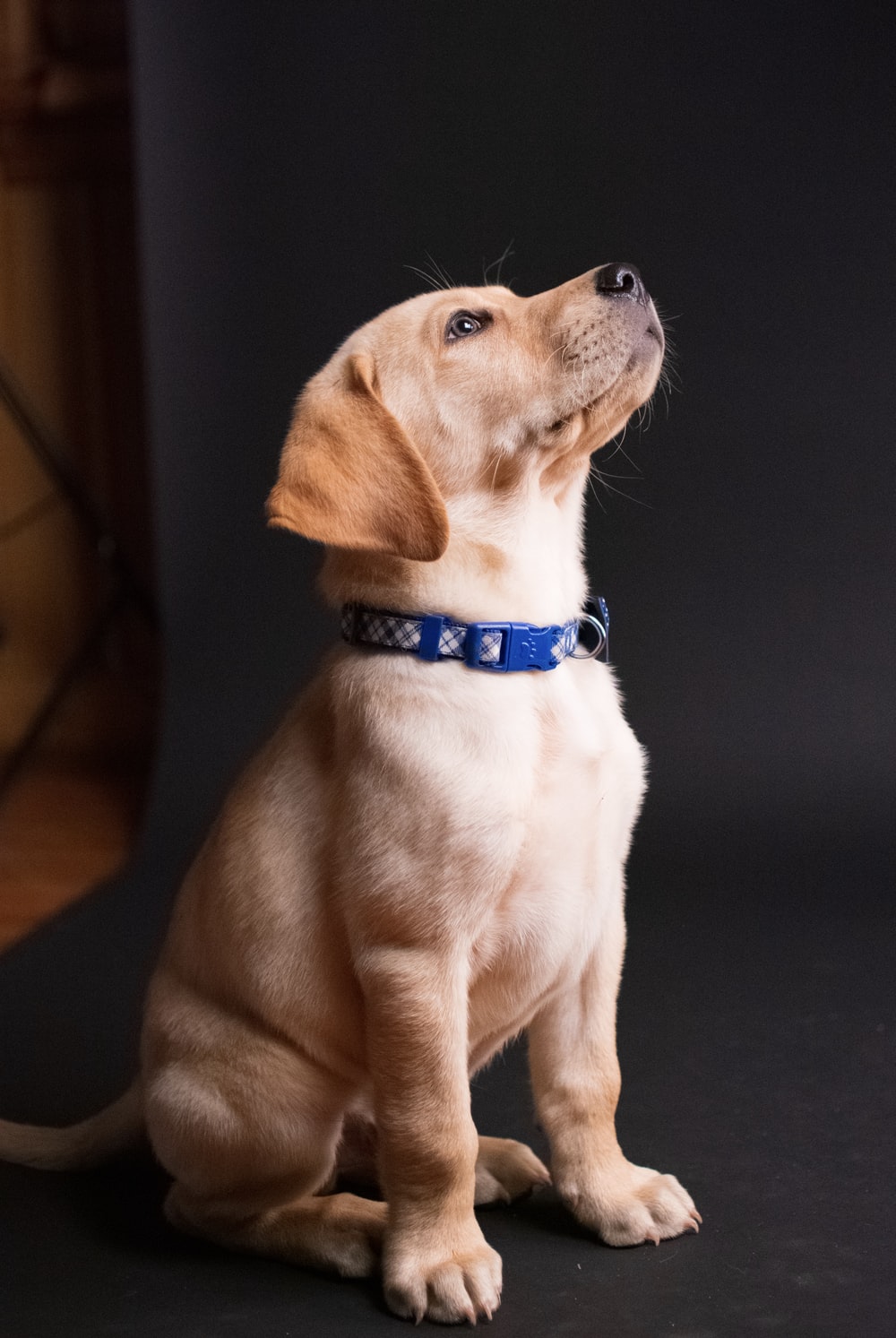 A puppy wearing a blue collar