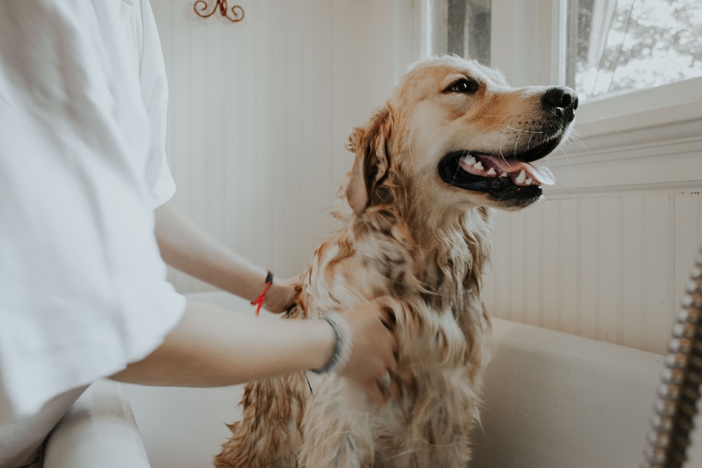 A dog being given a bath