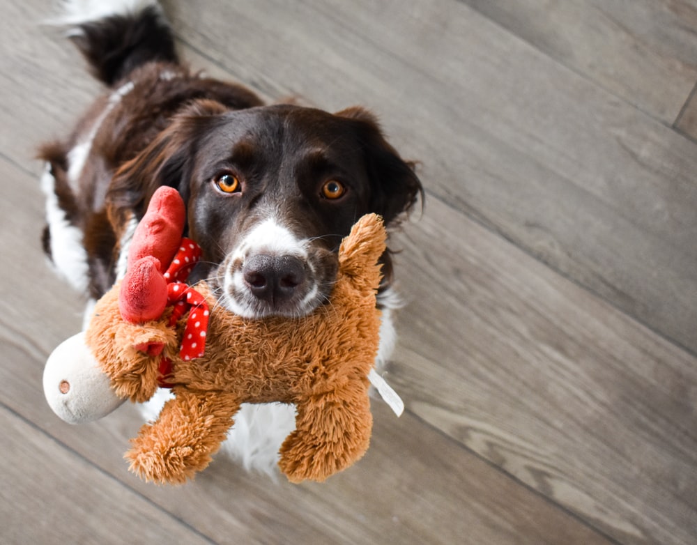 A dog holding a toy