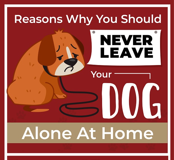 Reasons Why You Should Never Leave Your Dog Alone At Home