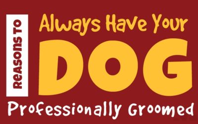 Reasons To Always Have Your Dog Professionally Groomed