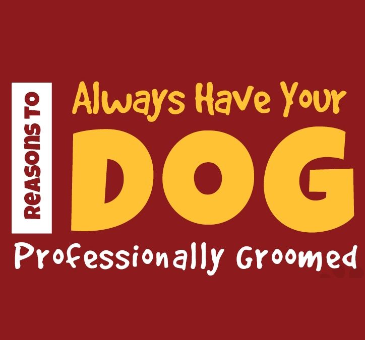 Reasons To Always Have Your Dog Professionally Groomed