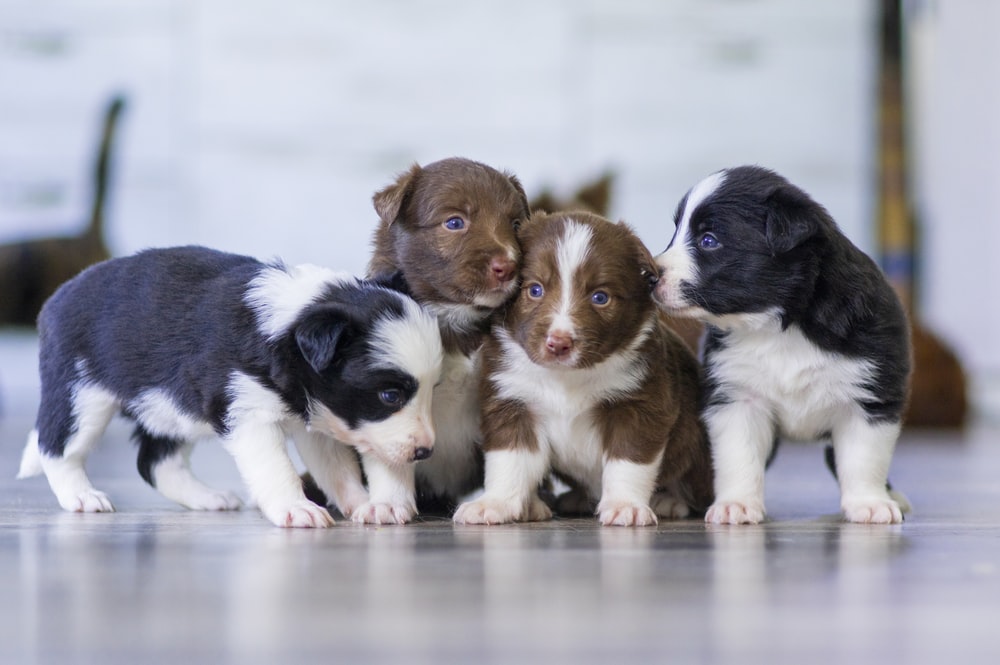 Top 4 Qualities of Great Puppy Daycares