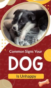 Common Signs Your Dog is Unhappy