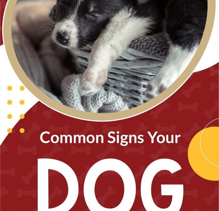 Common Signs Your Dog is Unhappy