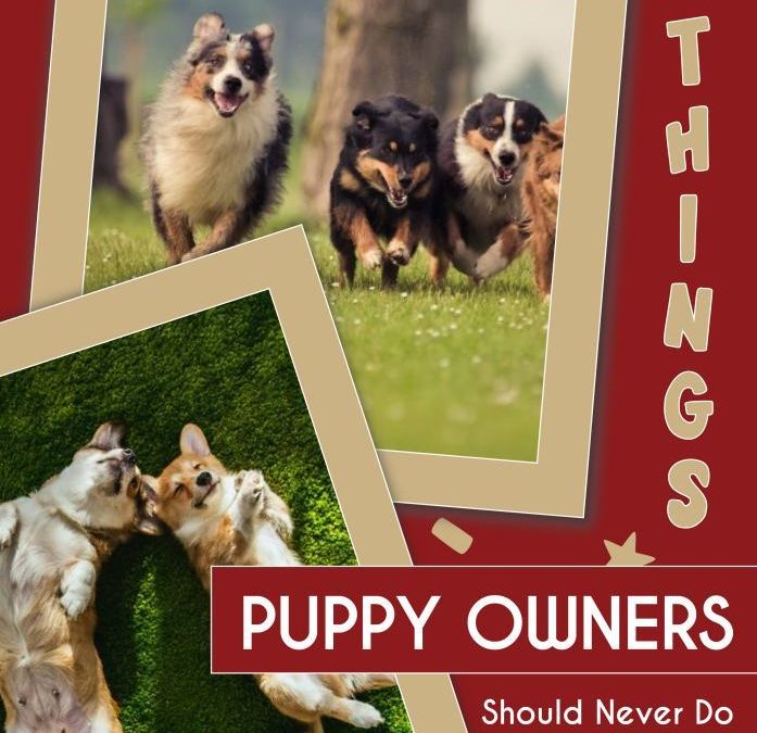 Things Puppy Owners Should Never Do