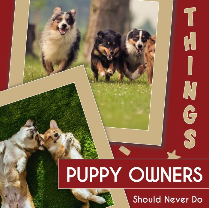 Things Puppy Owners Should Never Do