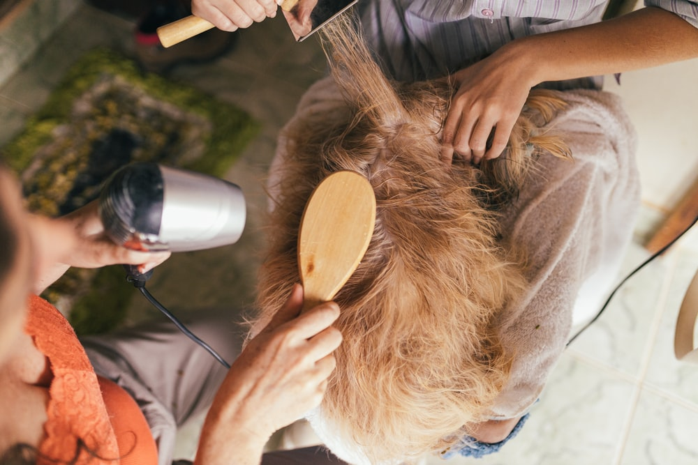 7 Pet Grooming Essentials for Dogs