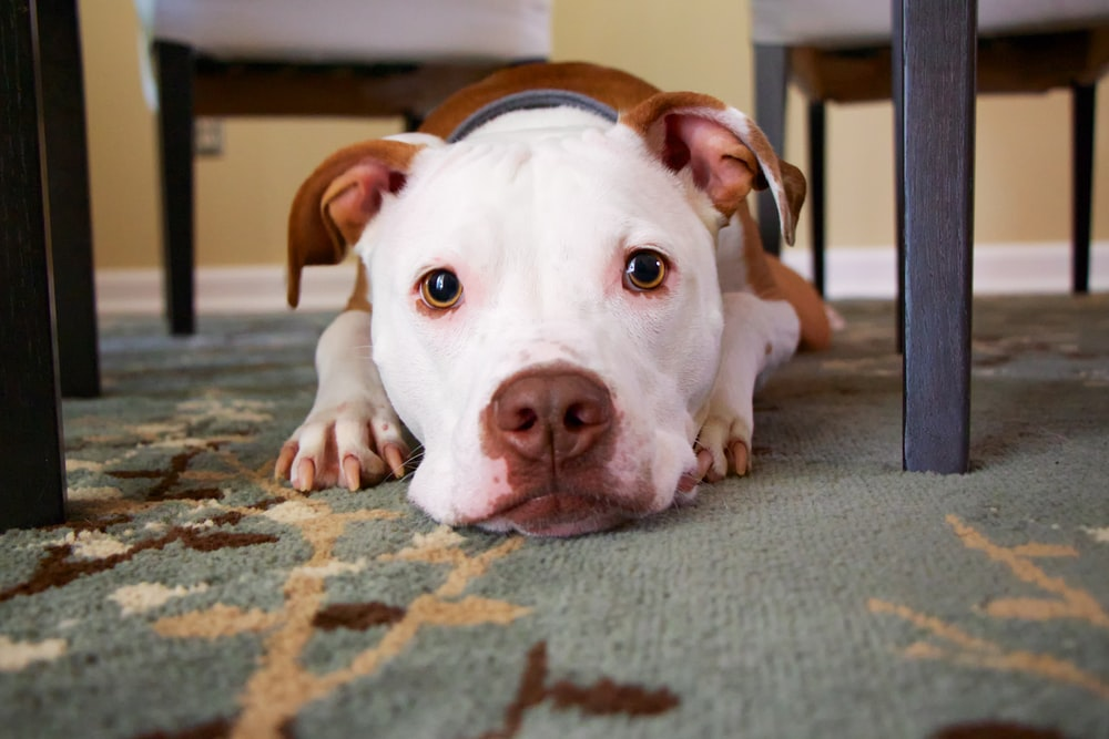 A white and brown dog hiding under the table  