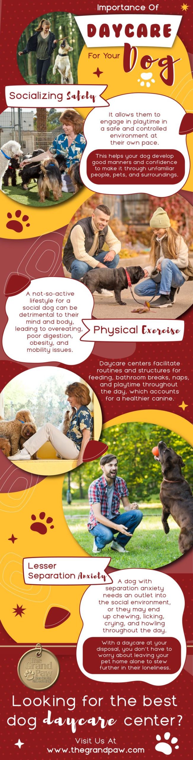 Importance of Daycare for Your Dog