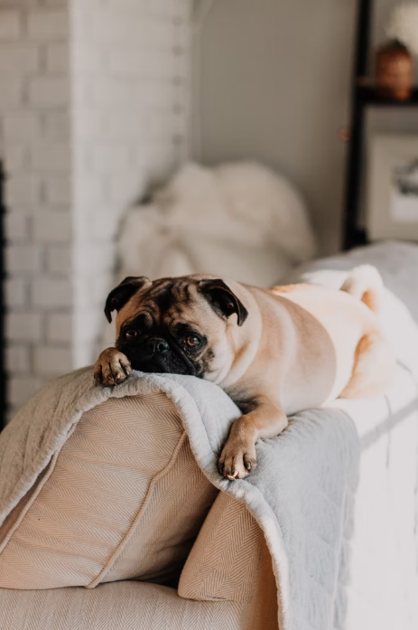 Dog who doesn't want to go toa dog daycare center near Indian Wells