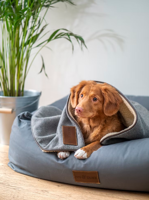 Dog excited to go to a dog daycare center near Indian Wells