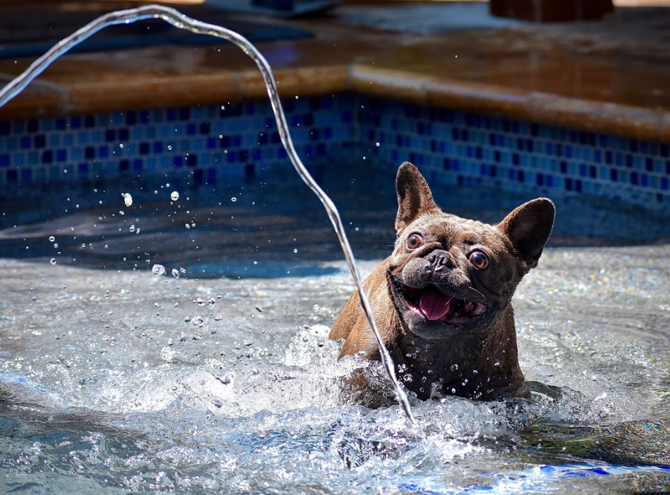 Puppy enjoying the pool in the Palm Springs area