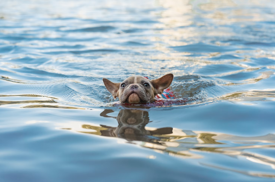 Puppy swimming as a part of pet care near Palm Springs
