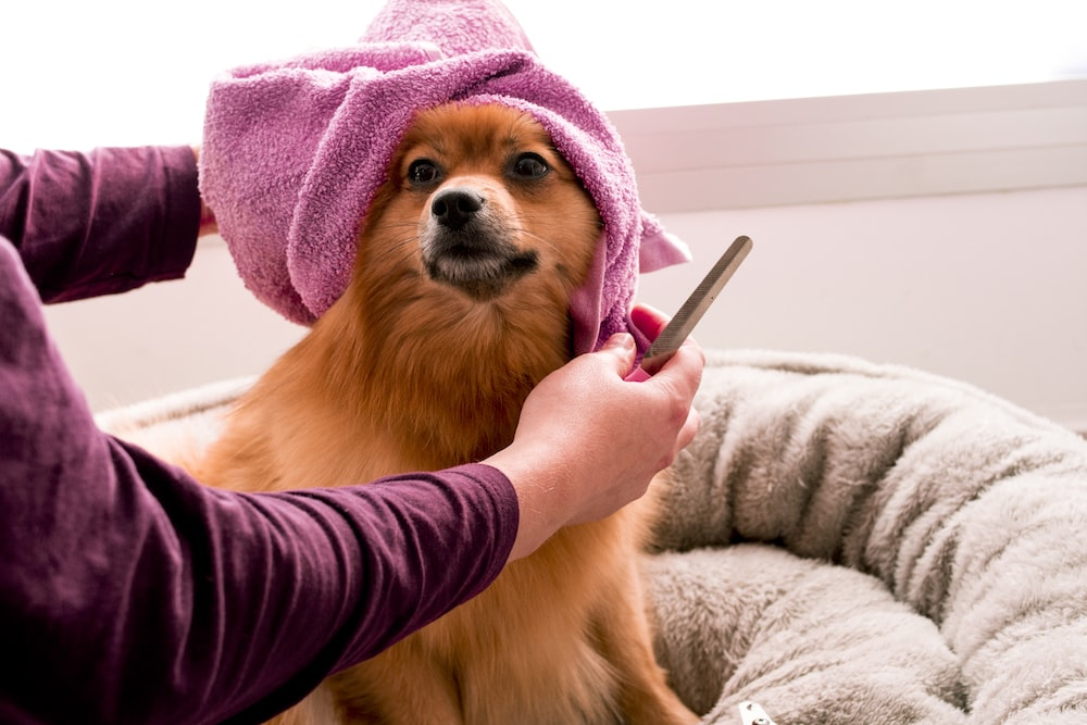 Give Your Fur Baby an Adorable New Look With Dog Grooming Services