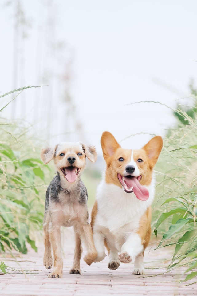 Pups playing at a pet resort in Indio, CA 