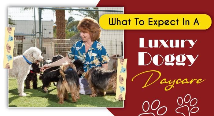 What to Expect in a Luxury Doggy Daycare