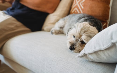 Signs Your Furry Boy is Lonely (And How to Help)