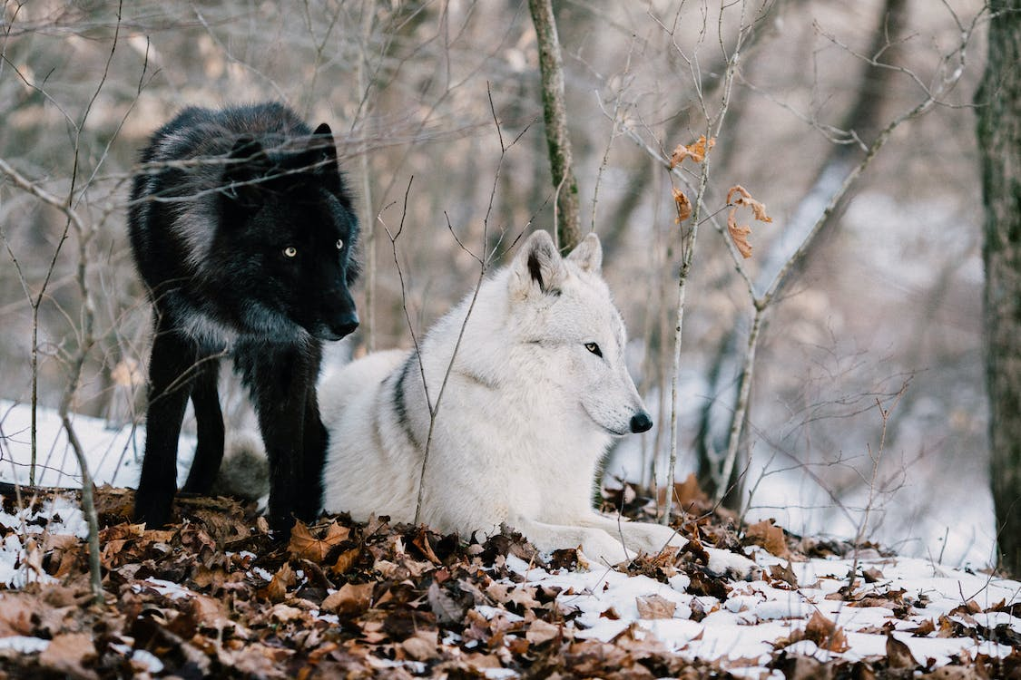 wolves – the origin of dogs