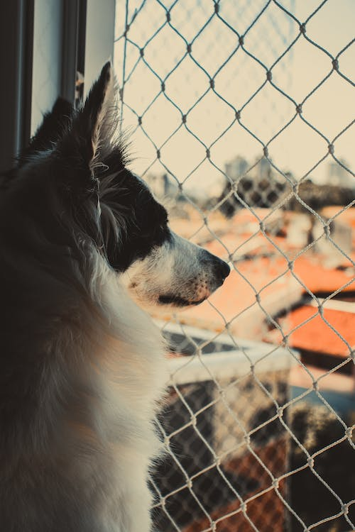 dog looking out the window of the dog kennel