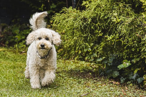 A Complete Guide On How To Groom A Poodle
